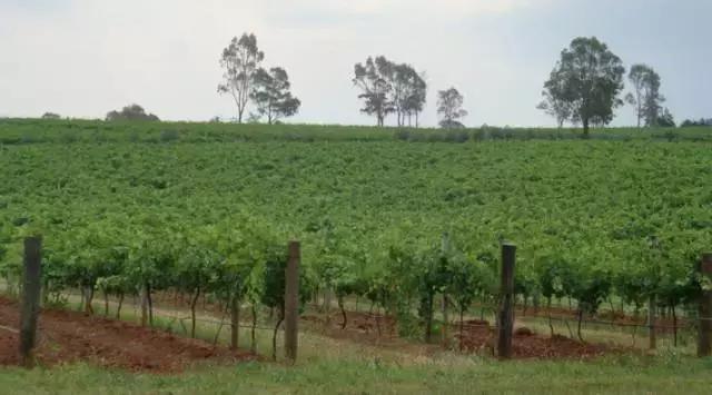 不炒楼，入境随俗找宝，白手起家的华人移民如何登上澳洲富豪榜？