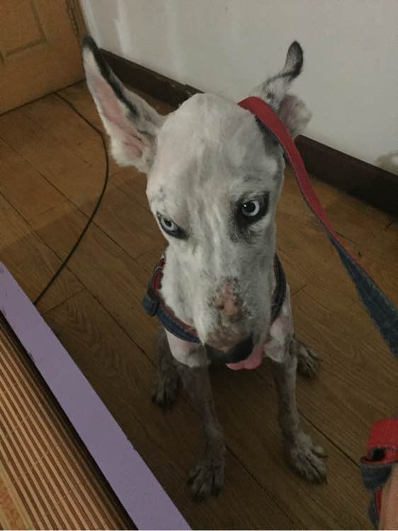 下班回家捡到小动物带回家养,捡到流浪狗不想养怎么处理