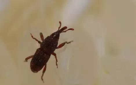 大米保管箱防虫,大米防虫不开袋