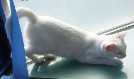 棉签解决猫咪发情，我国人民果然聪颖~