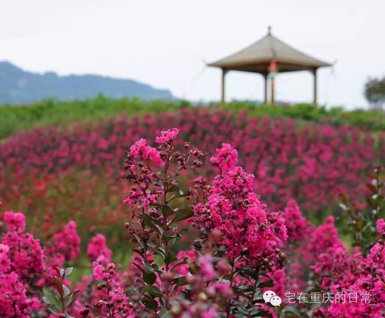 山谷飞来金凤凰,綦江横山凤凰谷怎么去