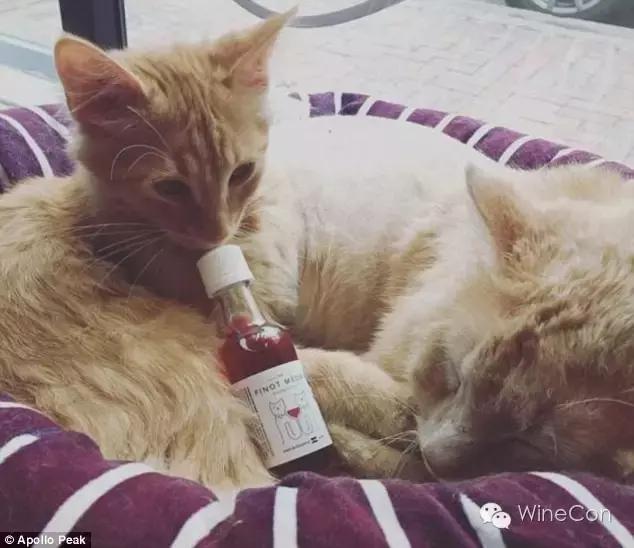 猫咪甜白葡萄酒,猫咪的葡萄酒