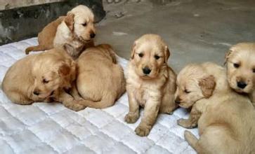 发现金毛爱咬人后，主人这样做帮它改掉坏习惯！