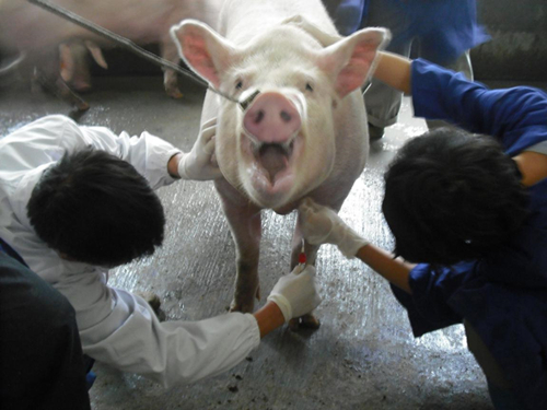 想要治疗母猪化胎？做好这几点是关键！
