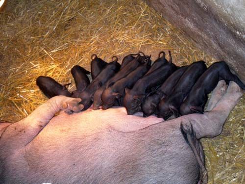 想要治疗母猪化胎？做好这几点是关键！