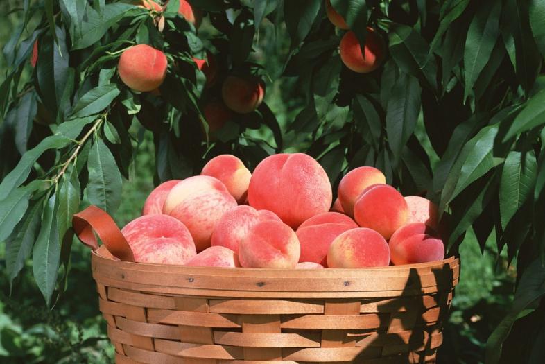 淳安鸠坑特产,淳安特产千岛雨贡
