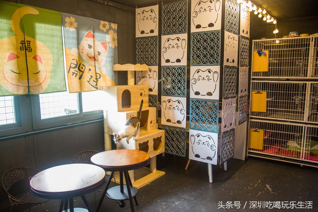 一千平室外宠物乐园,拥有数百只流浪猫的猫咪公园