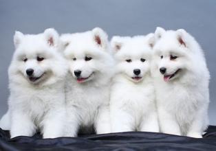 小奶狗的成长全部视频,流浪奶狗的成长经历