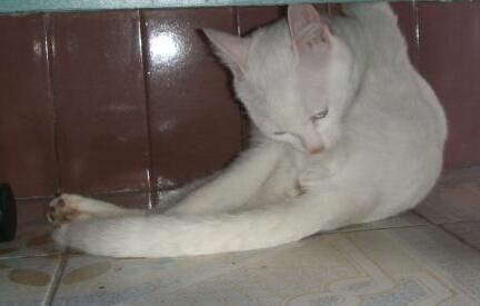 棉签解决猫咪发情，我国人民果然聪颖~