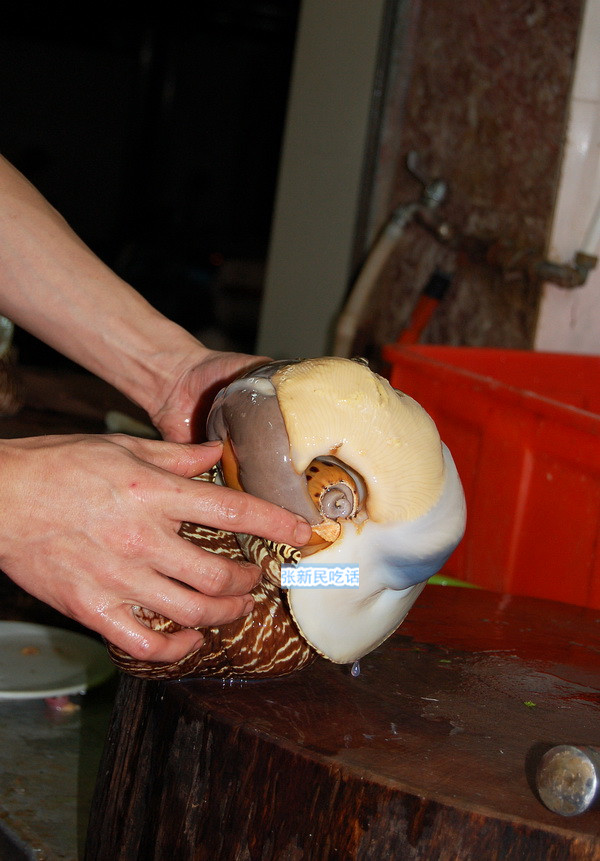 红螺也叫椰子涡螺，潮州旧志称其“壳红肉劲”，很考较厨师的工夫