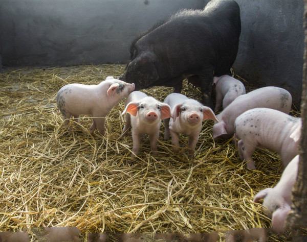 想要治疗母猪化胎？做好这几点是关键！