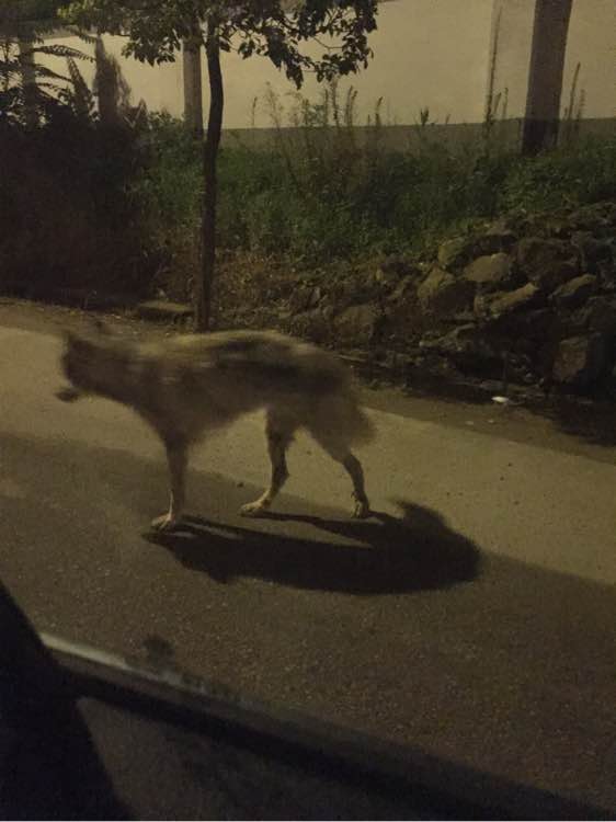 下班回家捡到小动物带回家养,捡到流浪狗不想养怎么处理