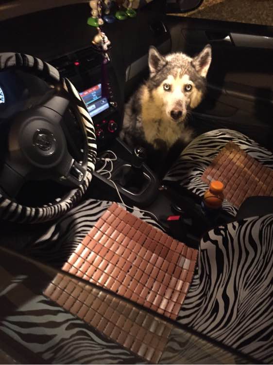 下班回家捡到小动物带回家养,捡到流浪狗不想养怎么处理