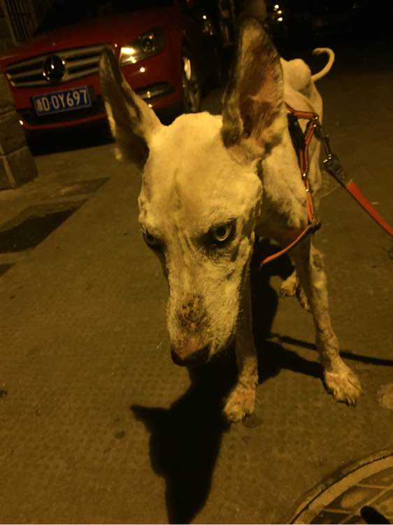 下班回家捡到小动物带回家养,捡到流浪狗不想养怎么处理