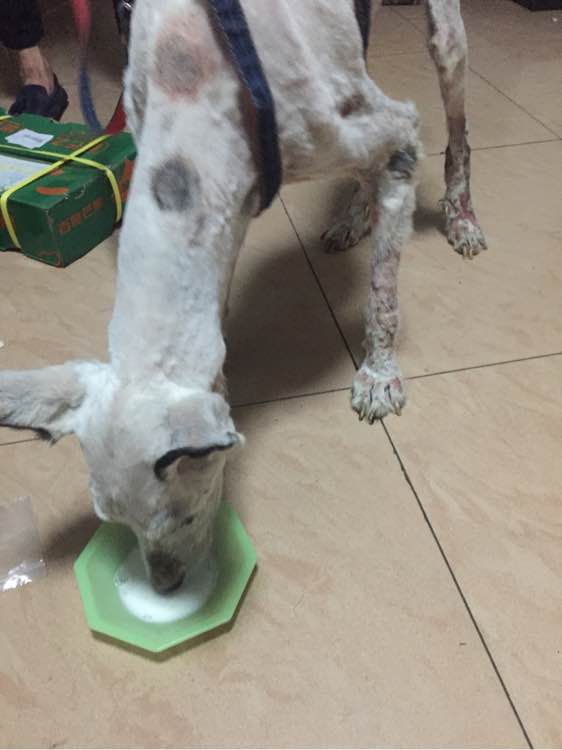 下班回家捡到小动物带回家养,捡到流浪狗不想养怎么处理