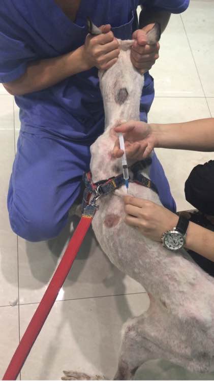 下班回家捡到小动物带回家养,捡到流浪狗不想养怎么处理