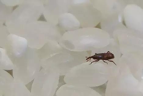 大米保管箱防虫,大米防虫不开袋