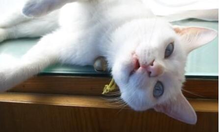 棉签解决猫咪发情，我国人民果然聪颖~