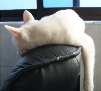 棉签解决猫咪发情，我国人民果然聪颖~