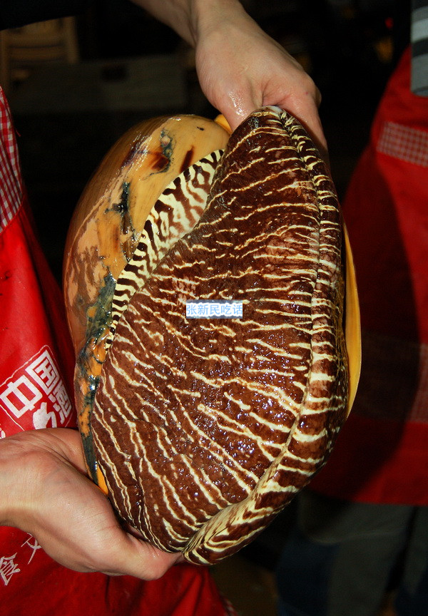 红螺也叫椰子涡螺，潮州旧志称其“壳红肉劲”，很考较厨师的工夫