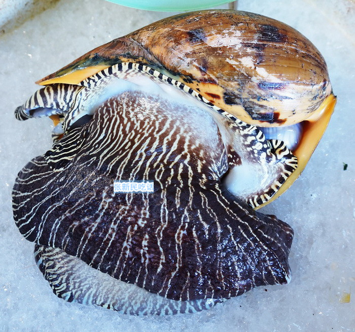 红螺也叫椰子涡螺，潮州旧志称其“壳红肉劲”，很考较厨师的工夫