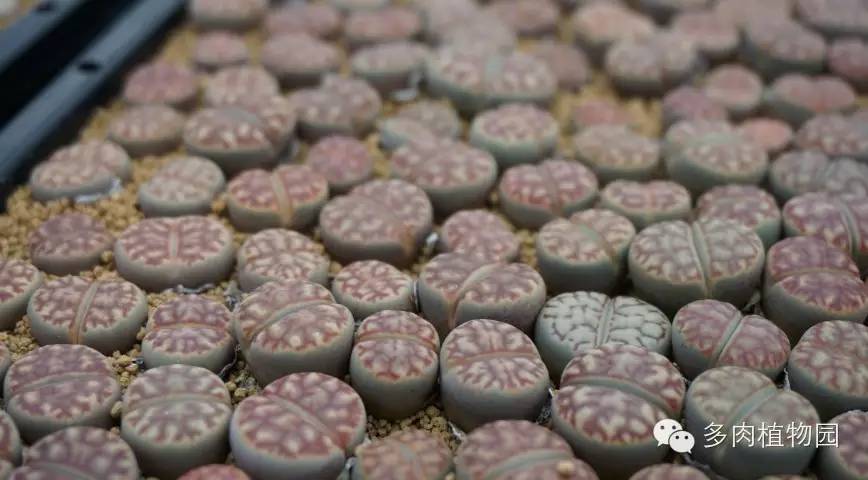 边走边看日本番杏之王DTさん多肉大棚