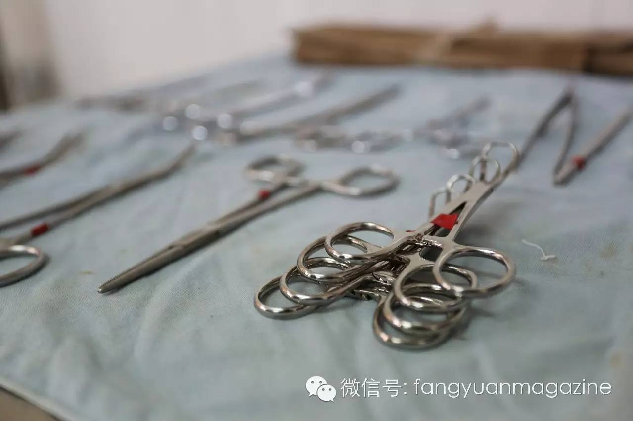 猛禽行程,400多万猛禽