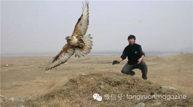 猛禽行程,400多万猛禽