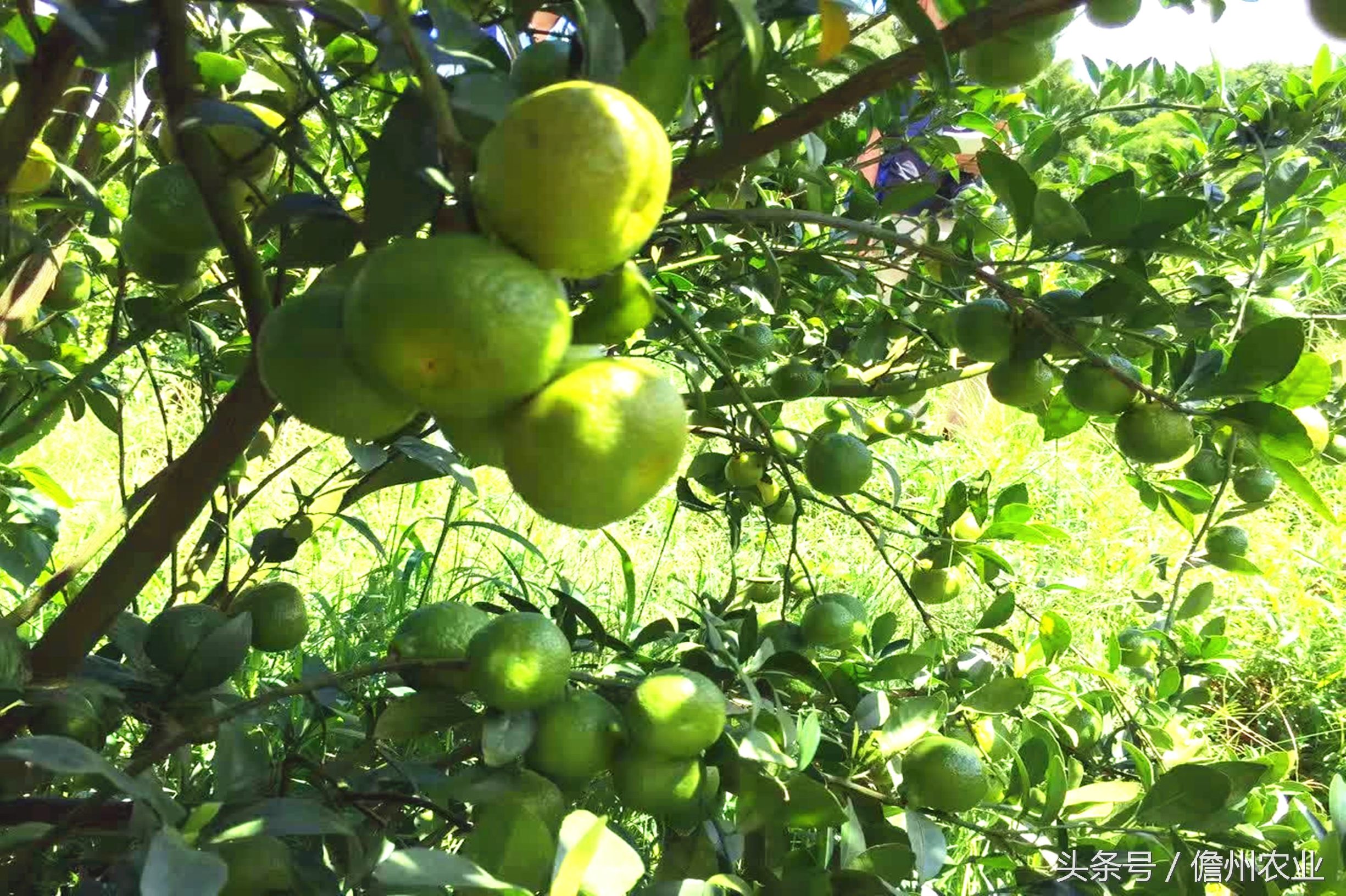 蜜桔现在能种么,由良蜜桔好种吗