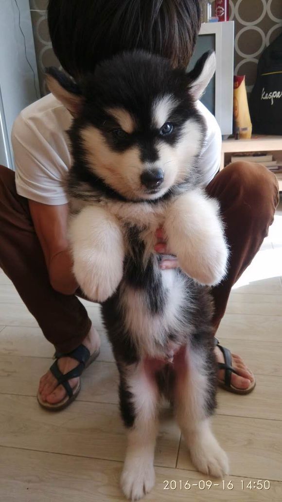 买回来的小阿拉斯加有皮肤病，治疗过程好漫长啊！