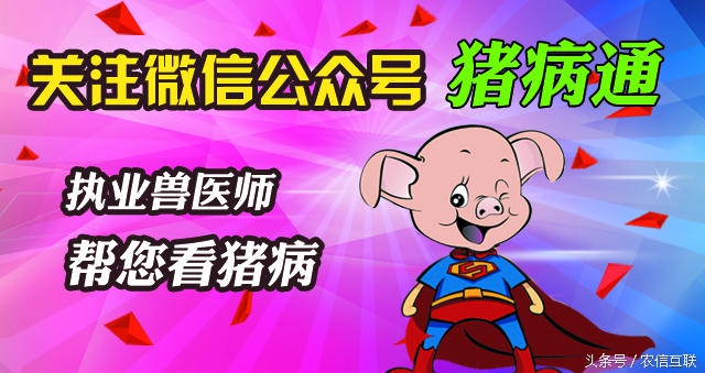 猪拉稀脱水严重，要救命这一针不可少！
