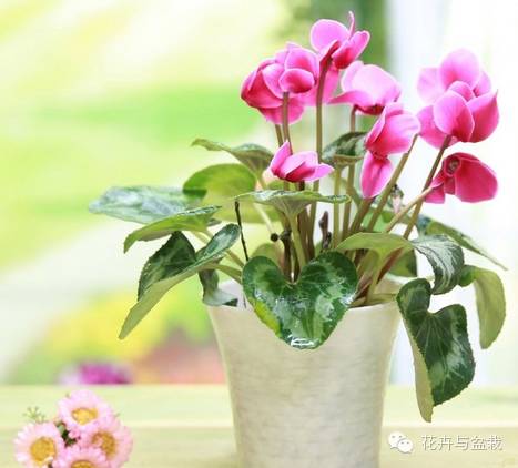 仙客来叶子掉光了怎么养护,仙客来花叶子黄怎么办