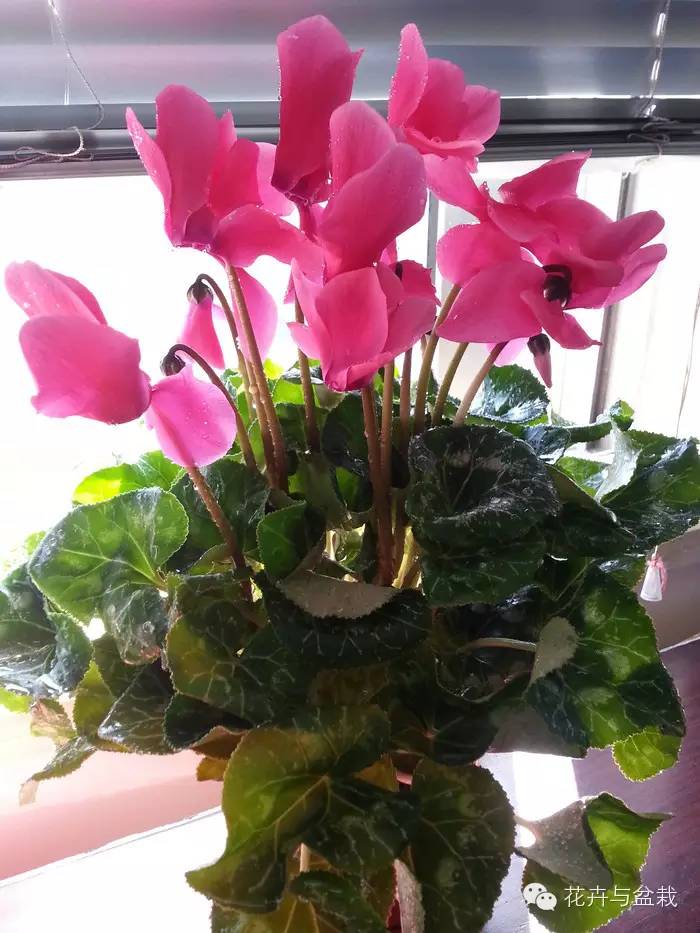 仙客来叶子掉光了怎么养护,仙客来花叶子黄怎么办