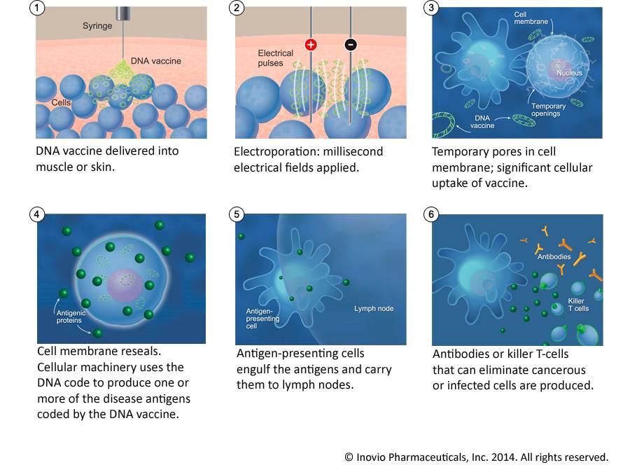 Inovio——癌症治疗与疫苗结合新技术你会错过吗？