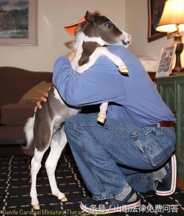 可爱迷你小马视频,超萌小马