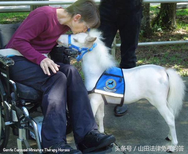 可爱迷你小马视频,超萌小马