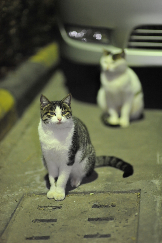 科学知识如何迎接新进家门的猫咪