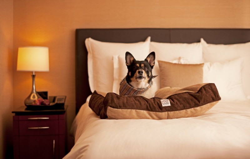 国庆带狗狗适合去哪玩,国庆狗狗出去浪