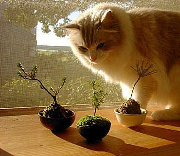 “盆景猫”这种虐猫网站为什么关不掉？！