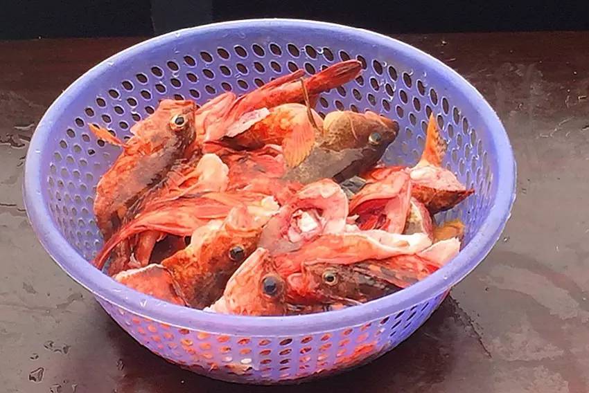 石狗公鱼特征,石狗公鱼多大