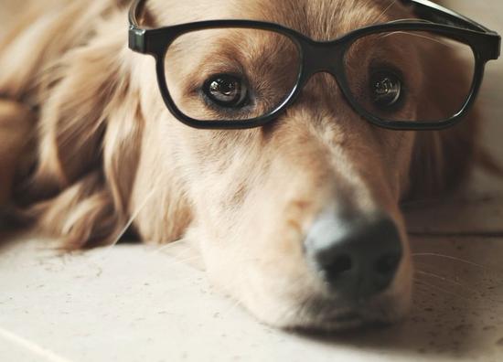 狗狗白内障的症状初期,狗狗白内障专用眼药水