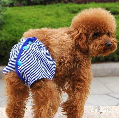 狗狗身上有皮肤病有味道怎么处理,狗狗身上有药味