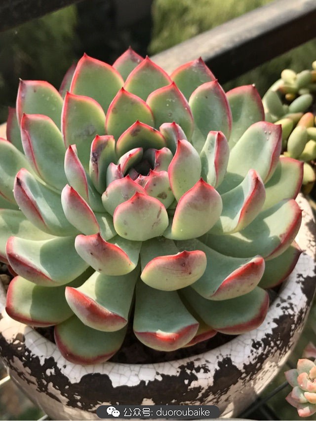 温差大多肉怎么会上色,温差大多肉才能出锦吗