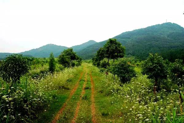 武汉十大漂亮女神,武汉最漂亮的十个女人
