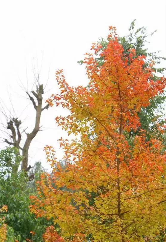 贵阳中秋节带家人一起去哪里玩,重阳节最好玩的地方