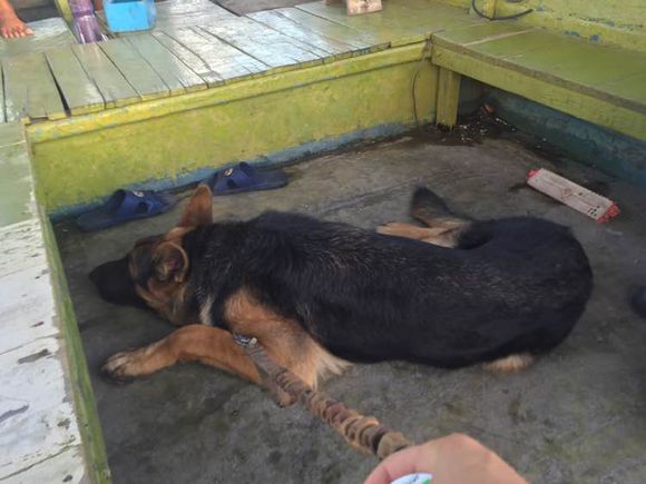 德牧吃饭太冲动怎么办,德牧拉肚子不吃饭怎么办