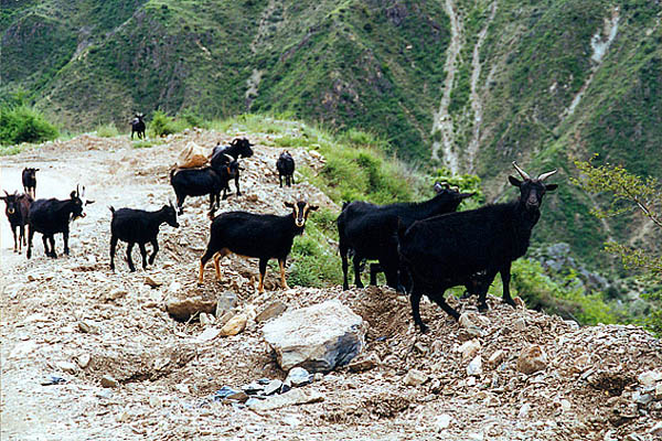 农村养殖小动物养什么好,动物养殖基地有哪些