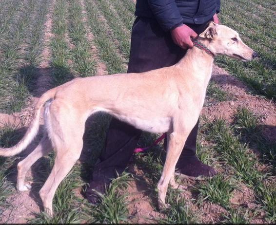 格力犬几个月可以负重训练,11个月的格力犬还能训练吗