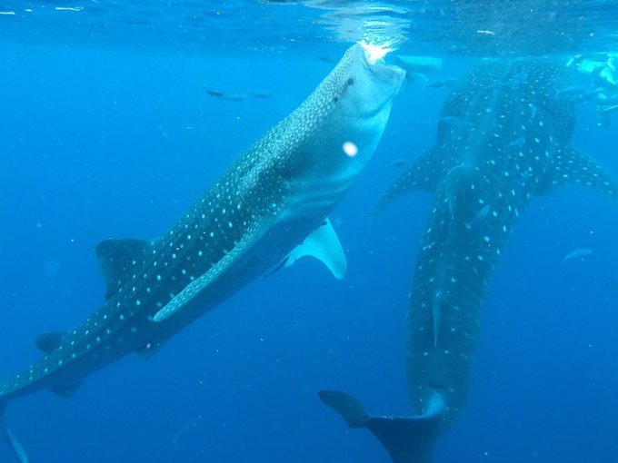 菲律宾潜水攻略 (菲律宾潜水游记)
