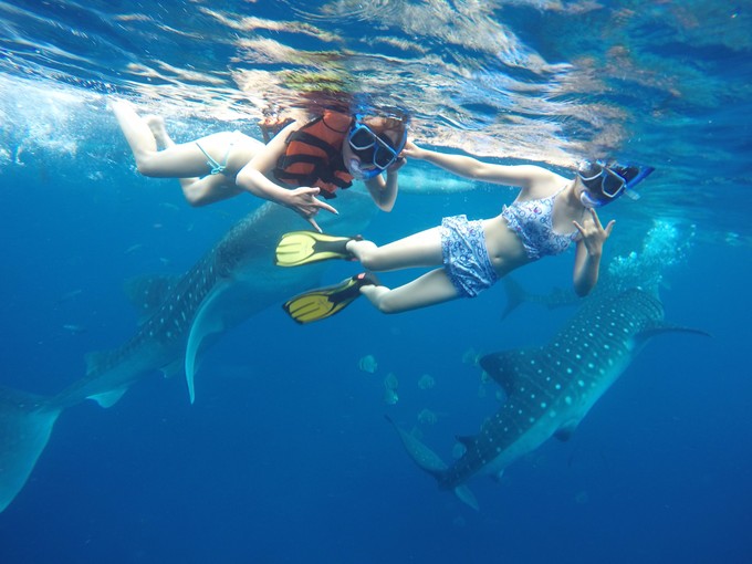 菲律宾潜水攻略 (菲律宾潜水游记)